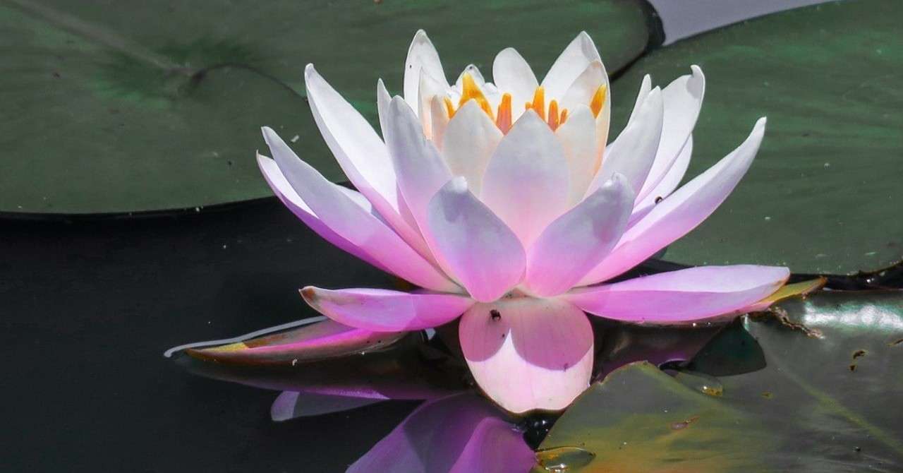 蓮の花