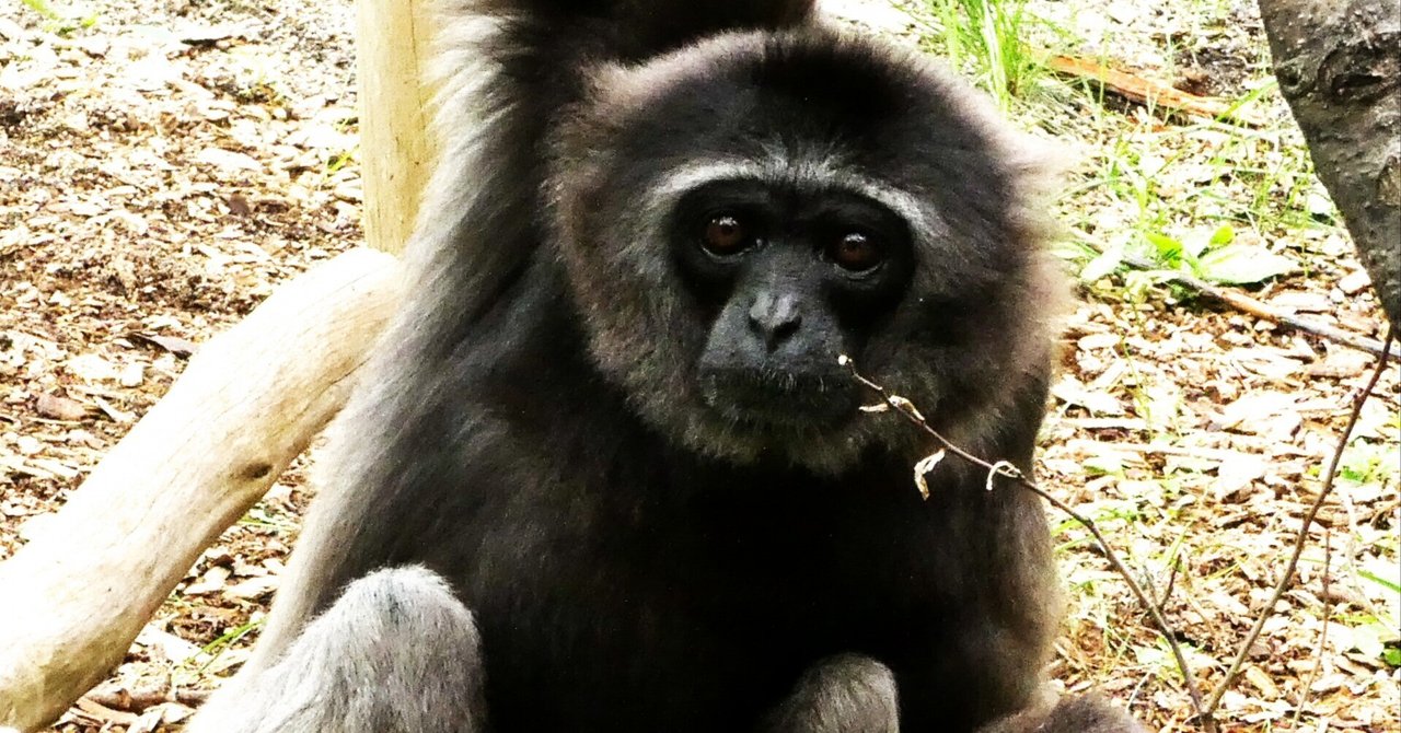 執行部の答弁「調査研究します」の曖昧さとその問題点