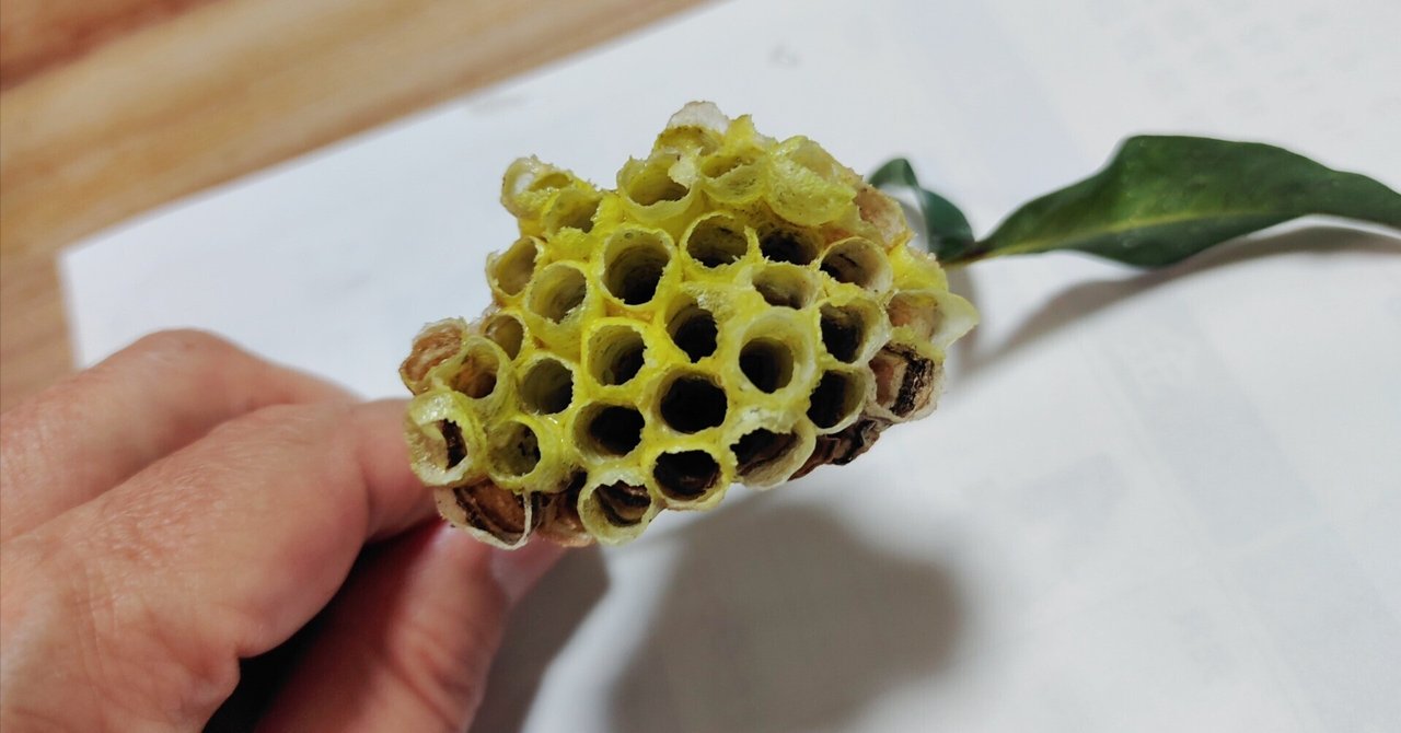 蜂の巣キボシアシナガバチ