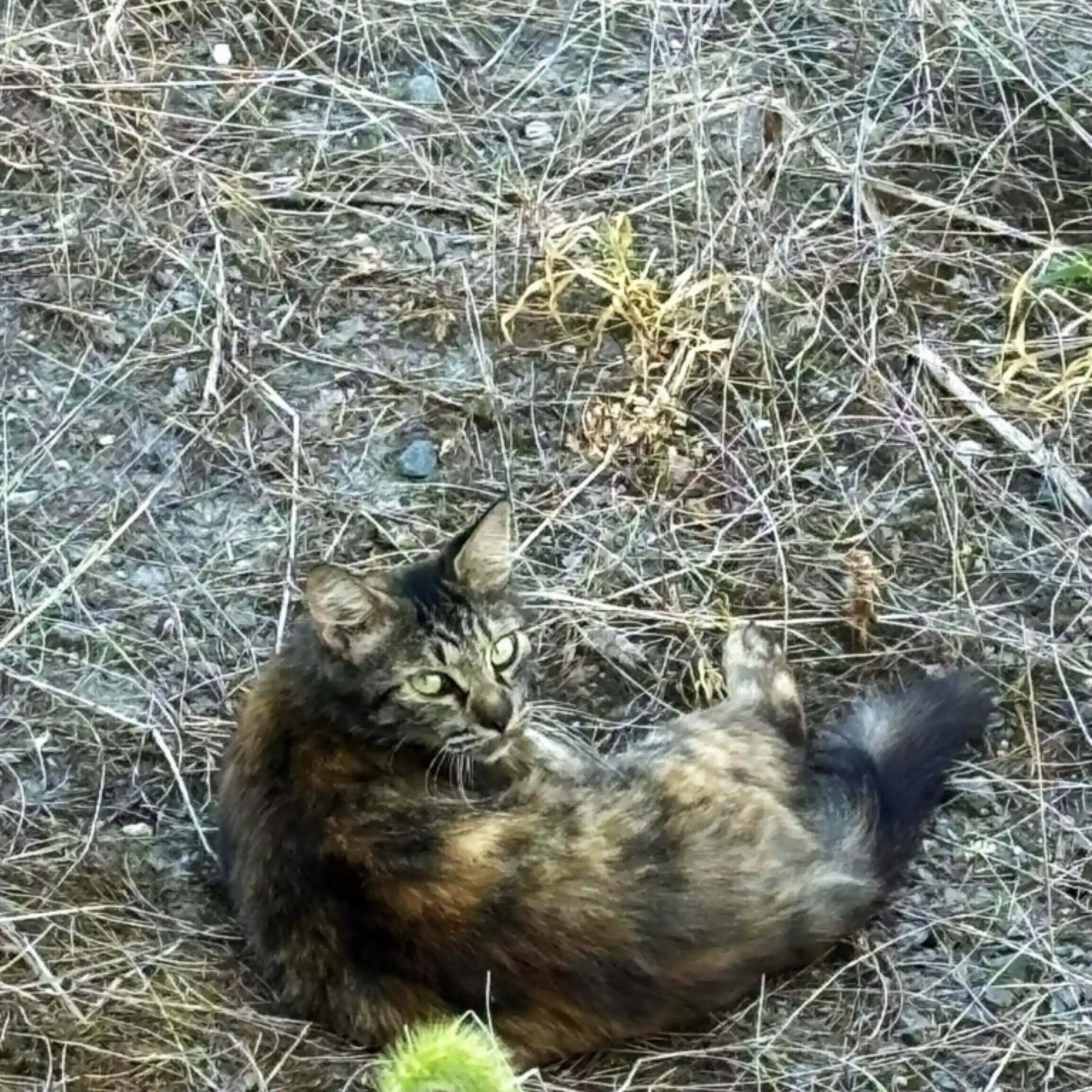 ぱん