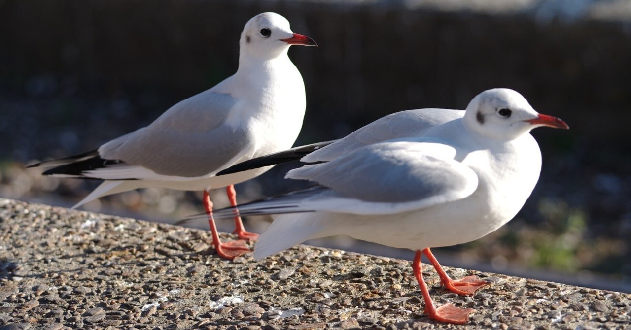 ユリカモメが主役の駅　～撮影旅行よもやま話集～｜綺麗な風景写真が撮りたいのサムネイル画像