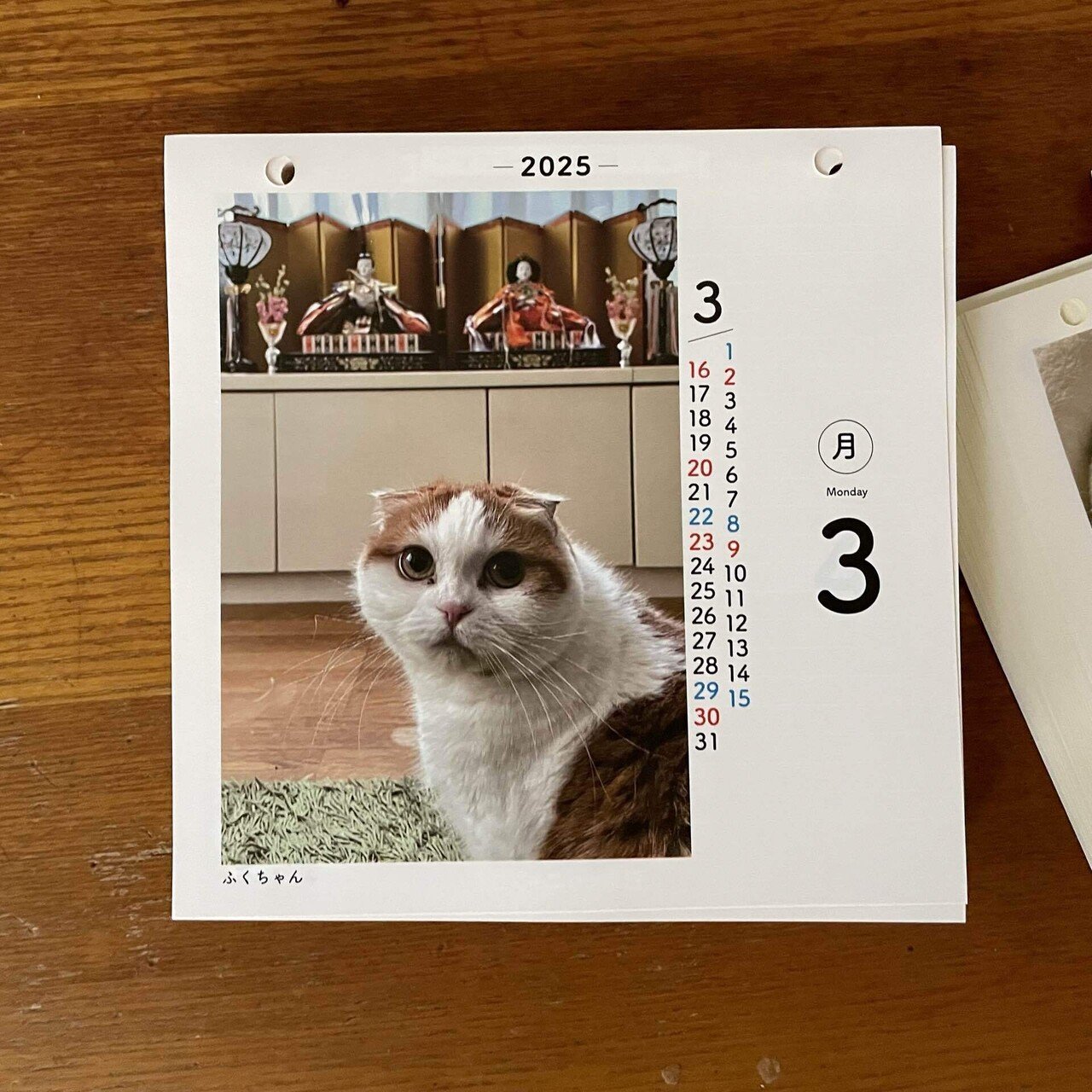 日めくりニャンコ！2025のカレンダーが届いたよ｜しのあや 紅里