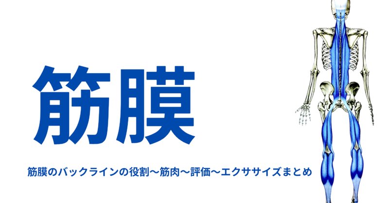 ゆるりん様専用アナトミートレインの理論と脊柱・上肢へのアプローチ