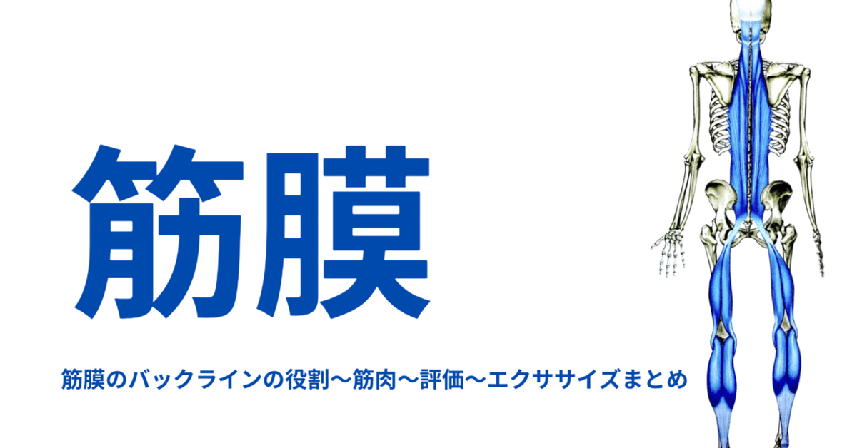 アナトミートレインのSBLを臨床に活かす思考と実践方法！〜猫背