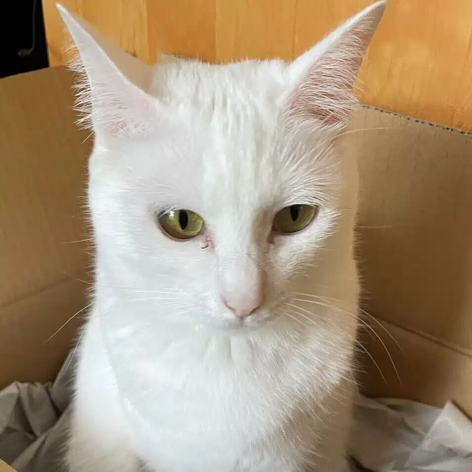 しろねこ