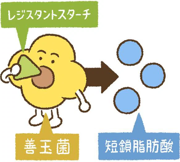 What is the fermentable dietary fiber 