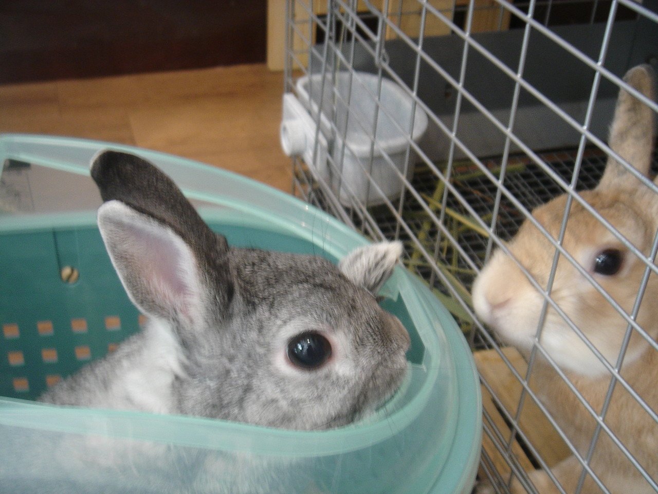 うさぎカフェの写真集 うさぎカフェ Note うさぎカフェの写真集 うさぎカフェ Note
