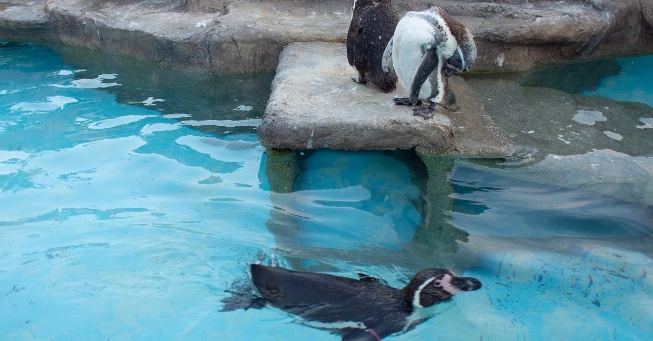 Is your child a penguin type? Or a dolphin type?｜野本響子@文筆家＆編集者