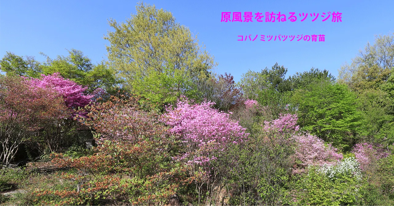 バツグン。山採りコバノミツバツツジ。 西宮ペディア] コバノミツバツツジ – 西宮流 (にしのみやスタイル)