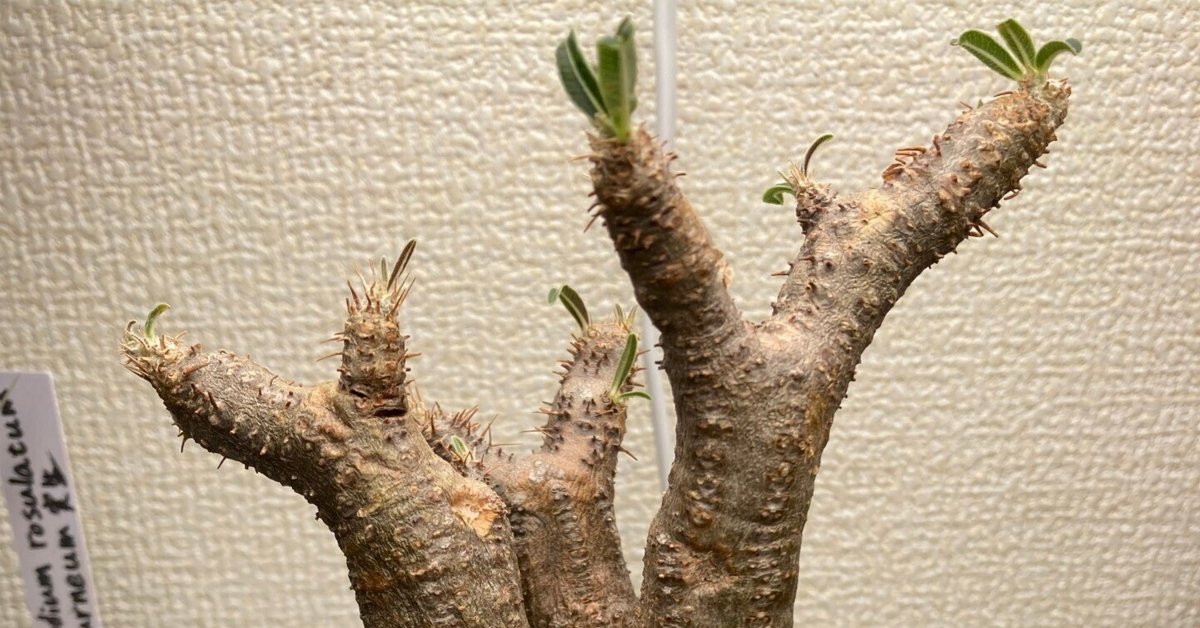 グラキリスベアルート株 未経験者が発根管理に挑戦。Pt.3｜plants  