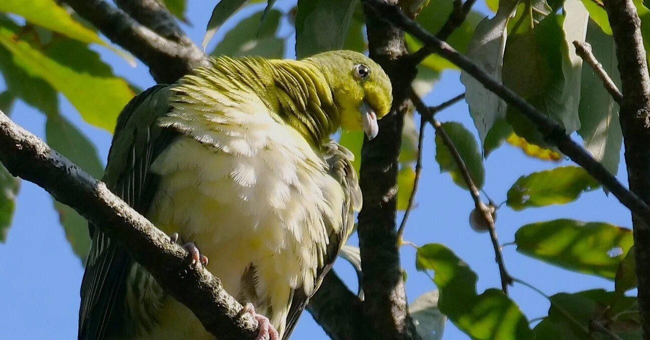 野鳥が好きです!#141「森のアオバト発見!!クロツグミ、ツミ、キビタキ 野鳥が好きです!#141「森のアオバト発見!!クロツグミ、ツミ、キビタキ