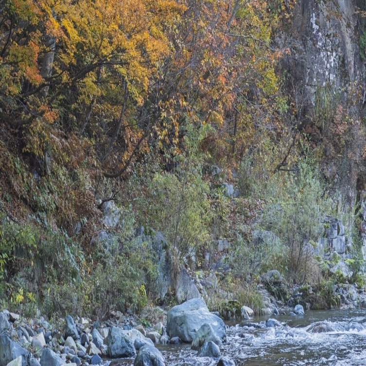 NO １３ イワヒバ(岩松） ３０年物 見事な幹です 激安の投売り NO 13 イワヒバ(岩松） 30年物 見事な幹です 激安の投売り NO 13