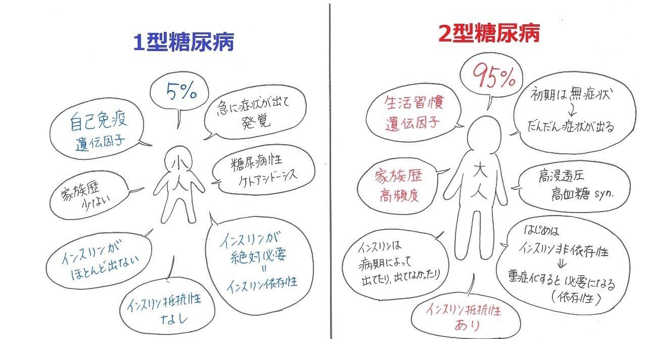 1型糖尿病と2型糖尿病の違い｜つくも先生｜note