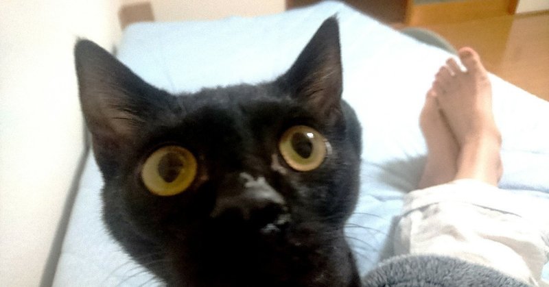 Lgbtな話 透明なちんちんの僕 猫 柳井一理 Note
