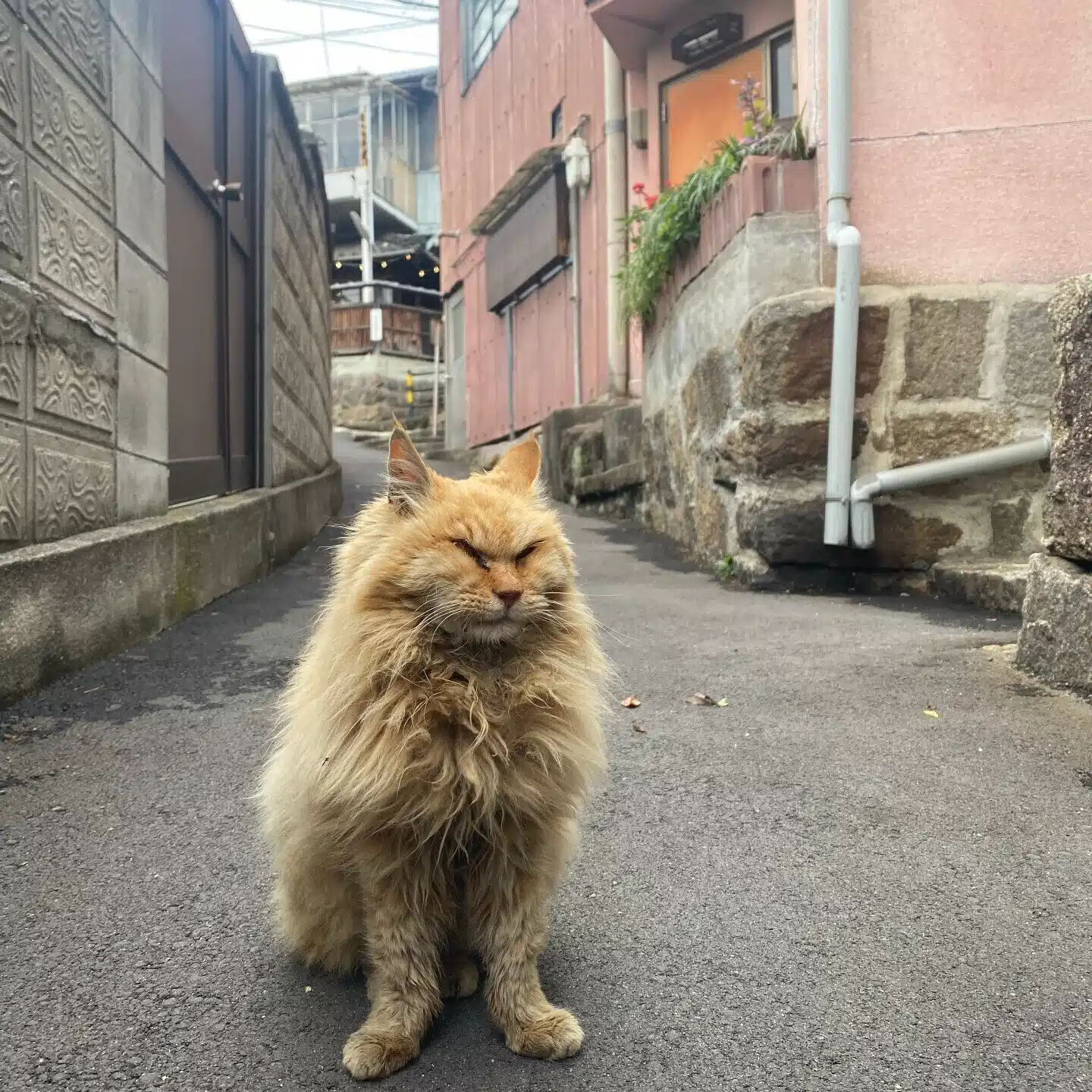 タビジロウ🏖猫好き旅人