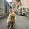 タビジロウ🏖猫好き旅人