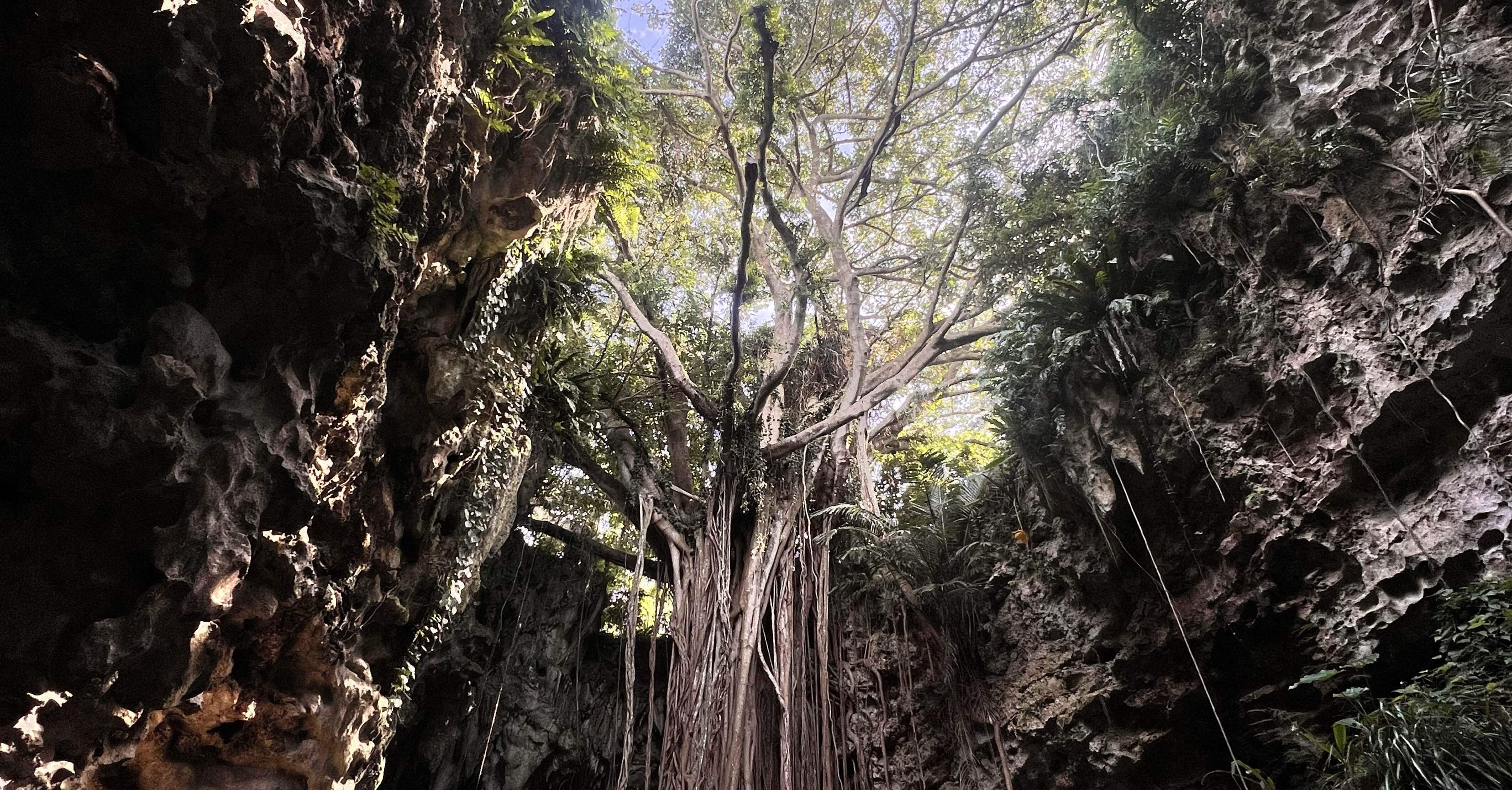 ✨✨✨イボガジュマル【ジブリの世界】検/オキナワガジュマル/※確認用❗️ 3576252_m-719x600.jpg