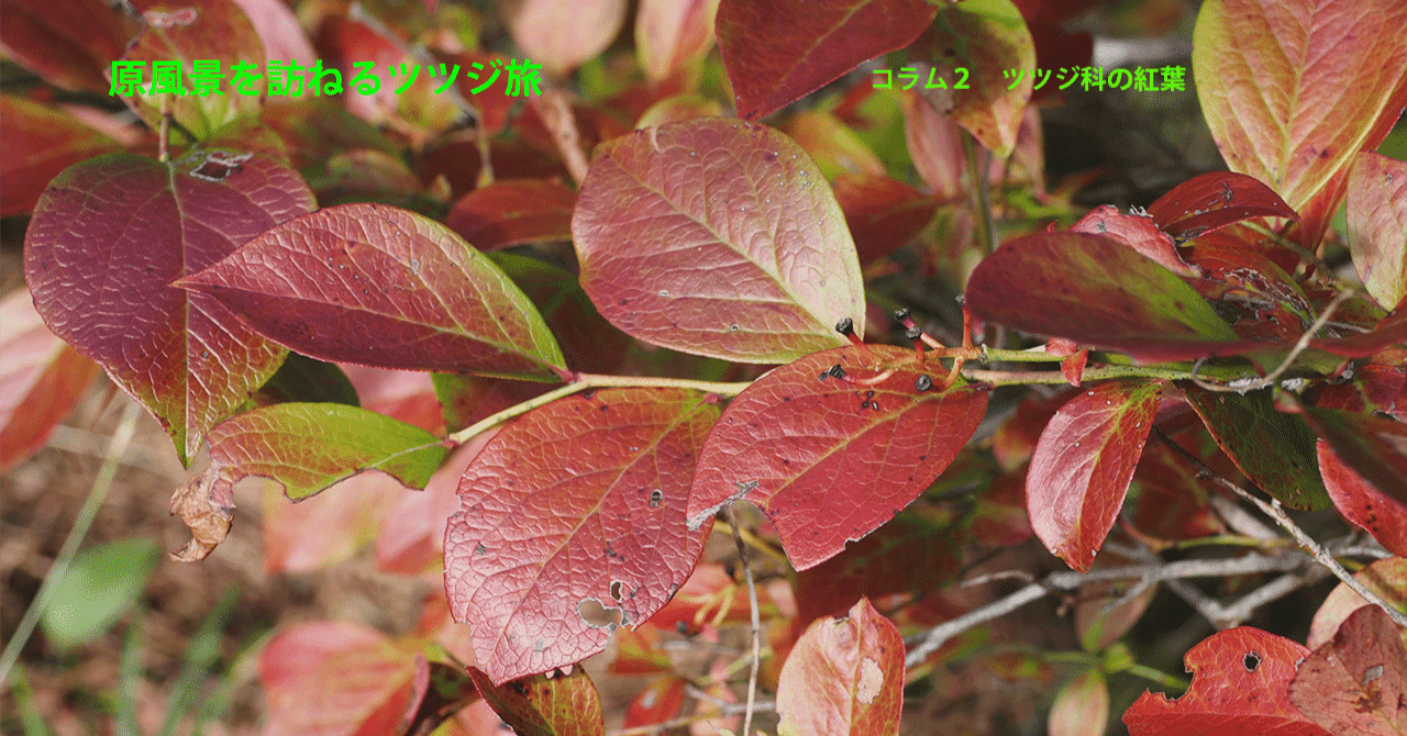 もみじ　紅葉　つつじ　躑躅　3本　バラでも大丈夫です モミジバフウ（紅葉葉楓）紅葉が綺麗です！ ピンク色のツツジが咲いて