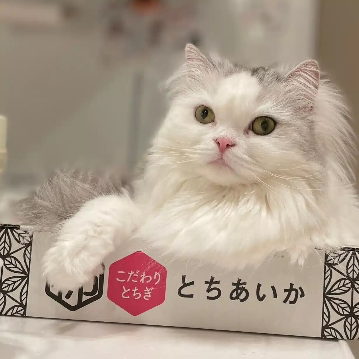 ふじ