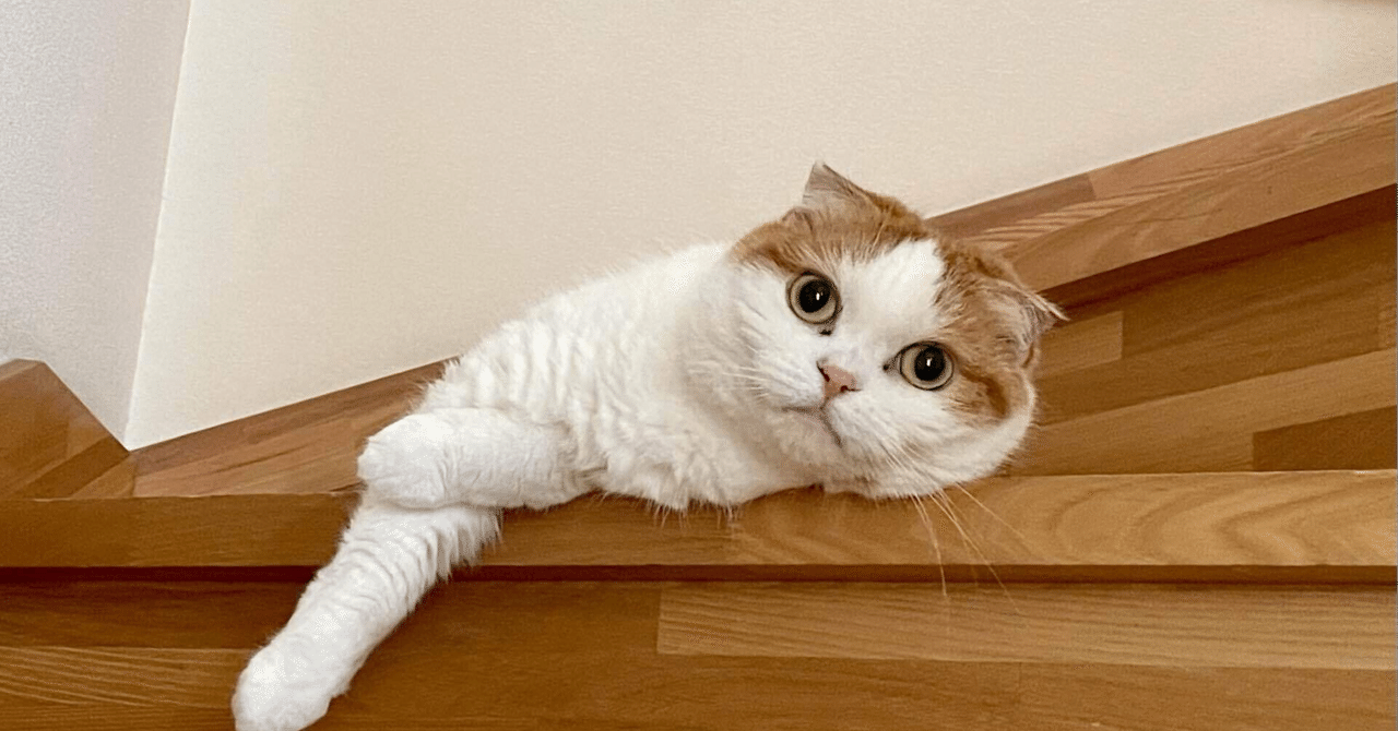 獣医腫瘍科認定医になるには｜獣医師yuina