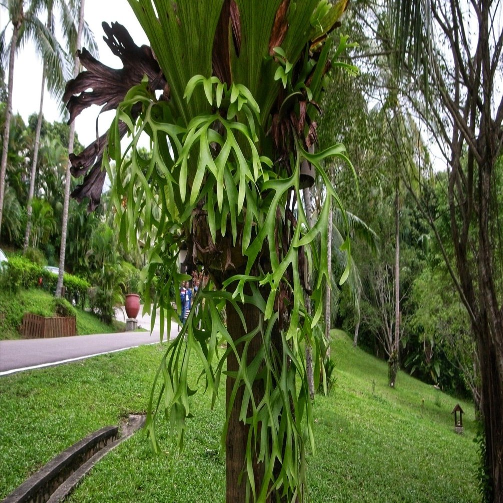 ネットでのビカクシダの、ほとんどが誤記なのがスゴイ｜kako-jun