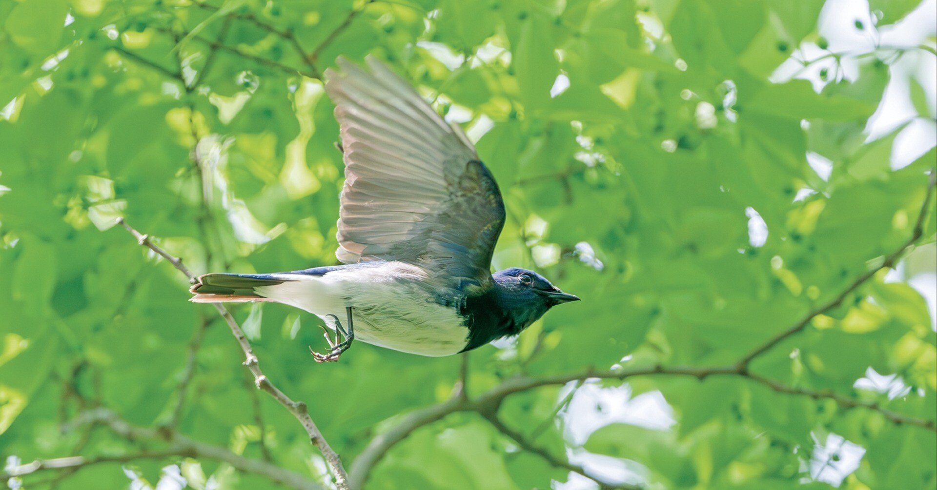 史上初！掲載種すべてが飛翔写真の、華麗な野鳥図鑑｜ブンイチ（文一