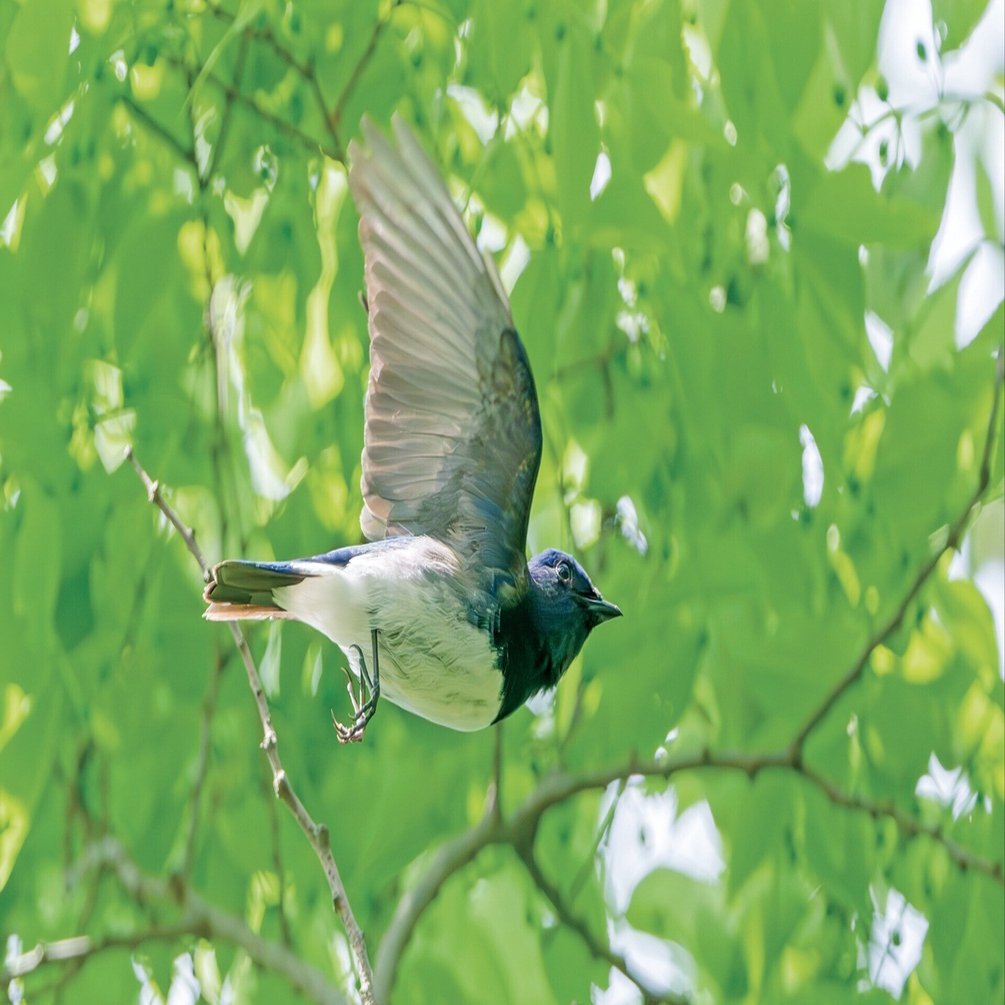史上初！掲載種すべてが飛翔写真の、華麗な野鳥図鑑｜ブンイチ（文一