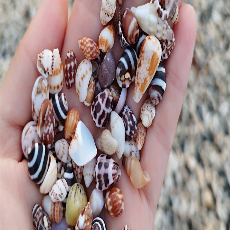 わたしと貝の神秘との出逢い｜shellmania ∞ shellwing