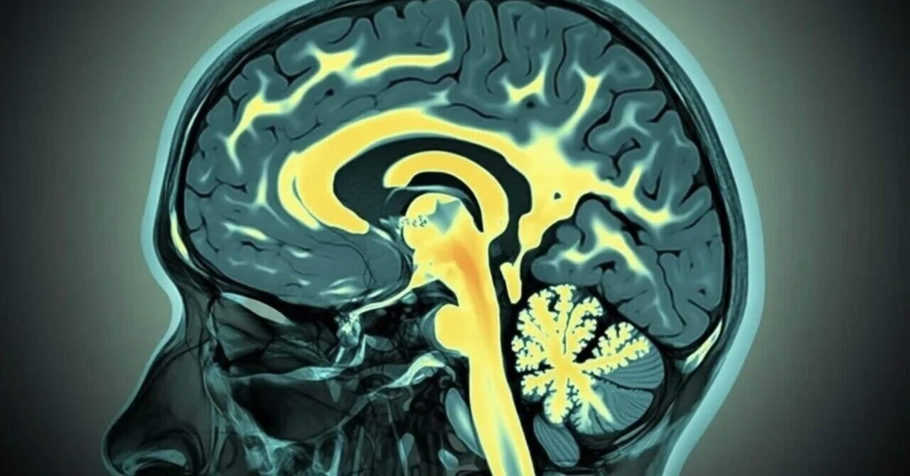 最新｜カルシウムとマグネシウムの欠乏が認知機能の健康に与える影響