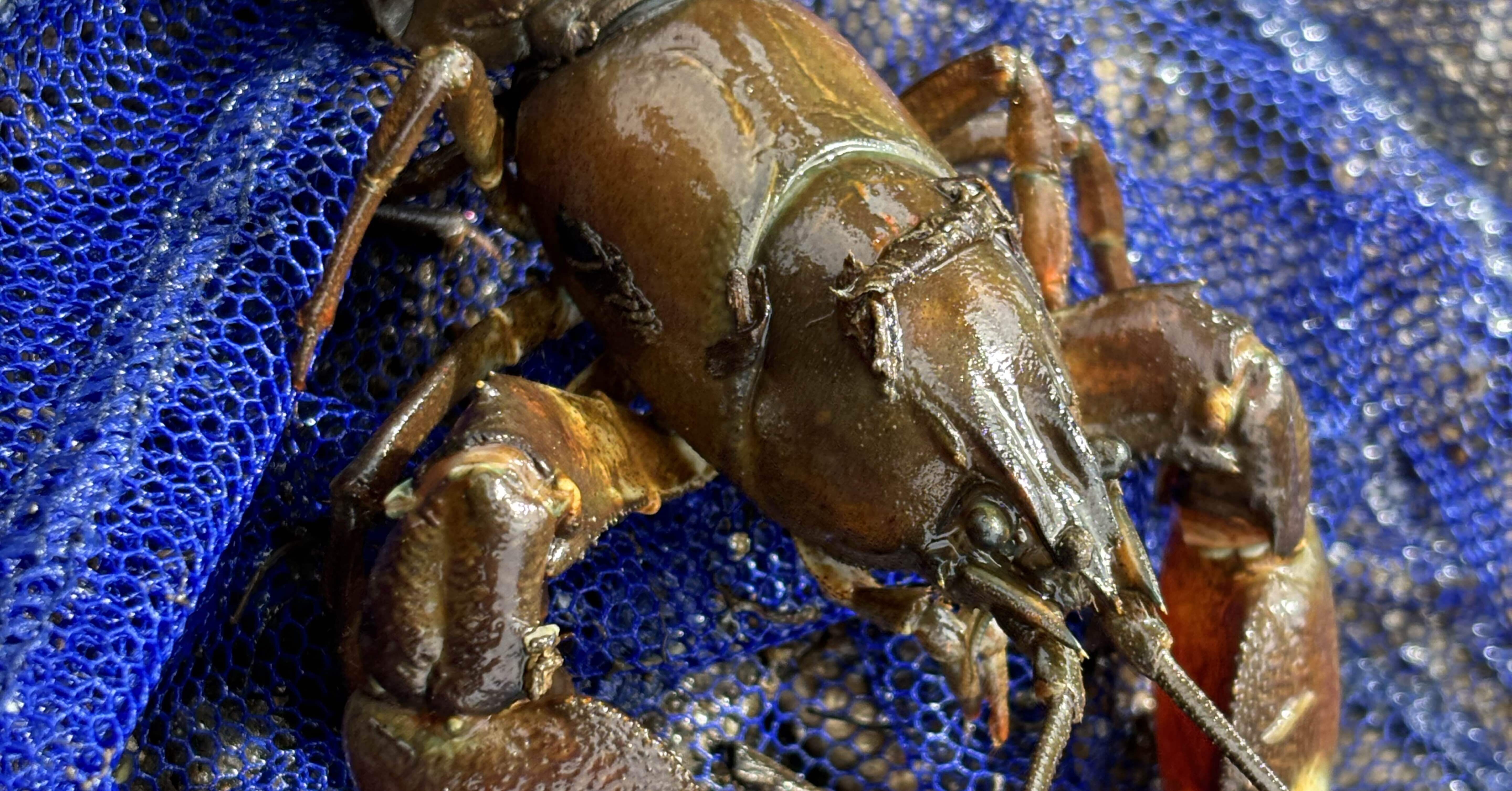 イワシ金属化 甲殻類金属化 ウチダザリガニ アメリカザリガニ - イワシ