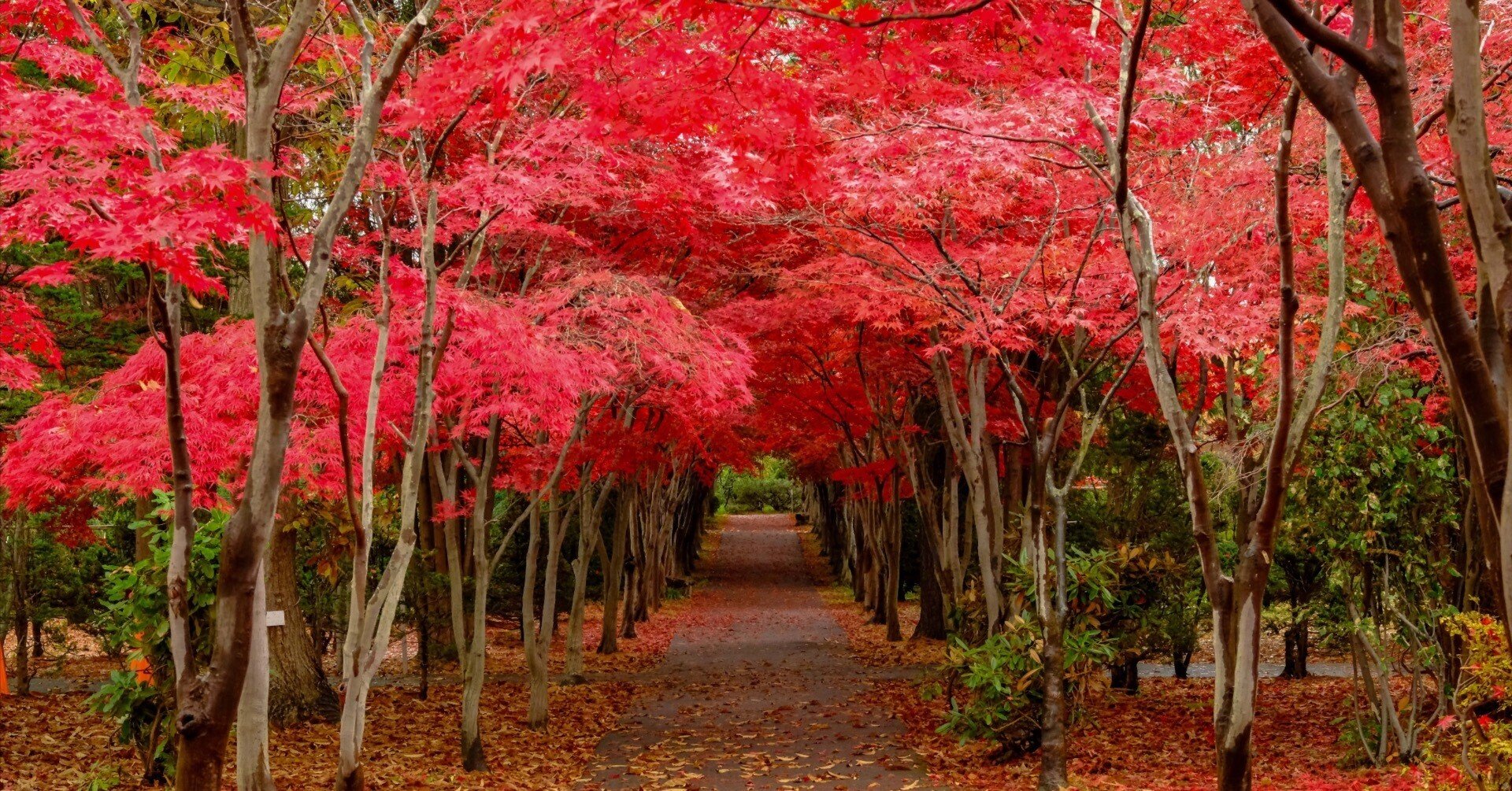 FUJIFILM X-T5】紅葉撮影での現像ソフト対決！ そしてMacを買い替え