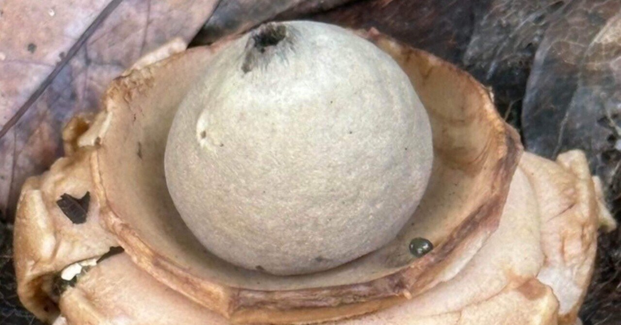 エリマキツチグリ 和菓子の様な面白いキノコ｜EGGSEED