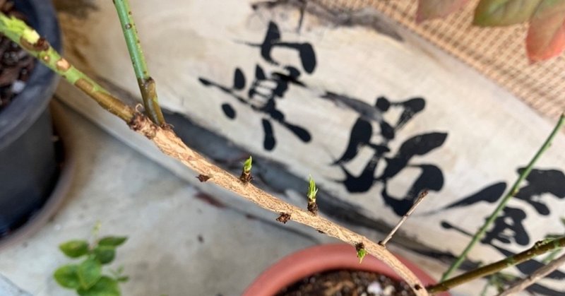 しんろく屋 ヒーリングセッション