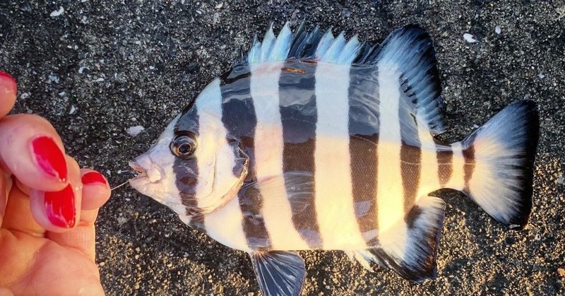 オトナのお魚図鑑な釣りの日の話 Kumiko Sasaki Note
