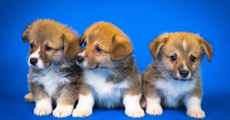 子犬のプレゼントに涙する子ども達 それを観たゆき坊も大感動 アイム ヒア ゆき坊 Note