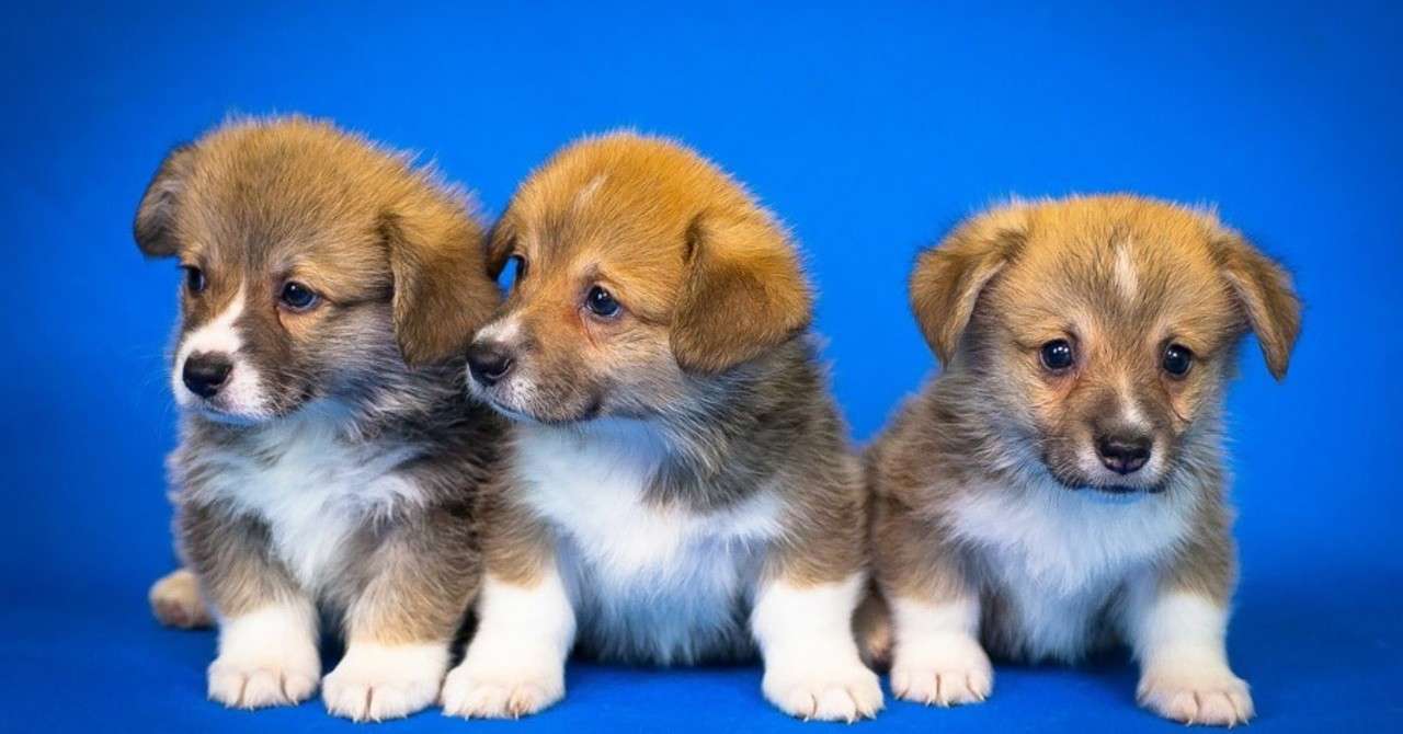 子犬のプレゼントに涙する子ども達 それを観たゆき坊も大感動 アイム ヒア ゆき坊 Note