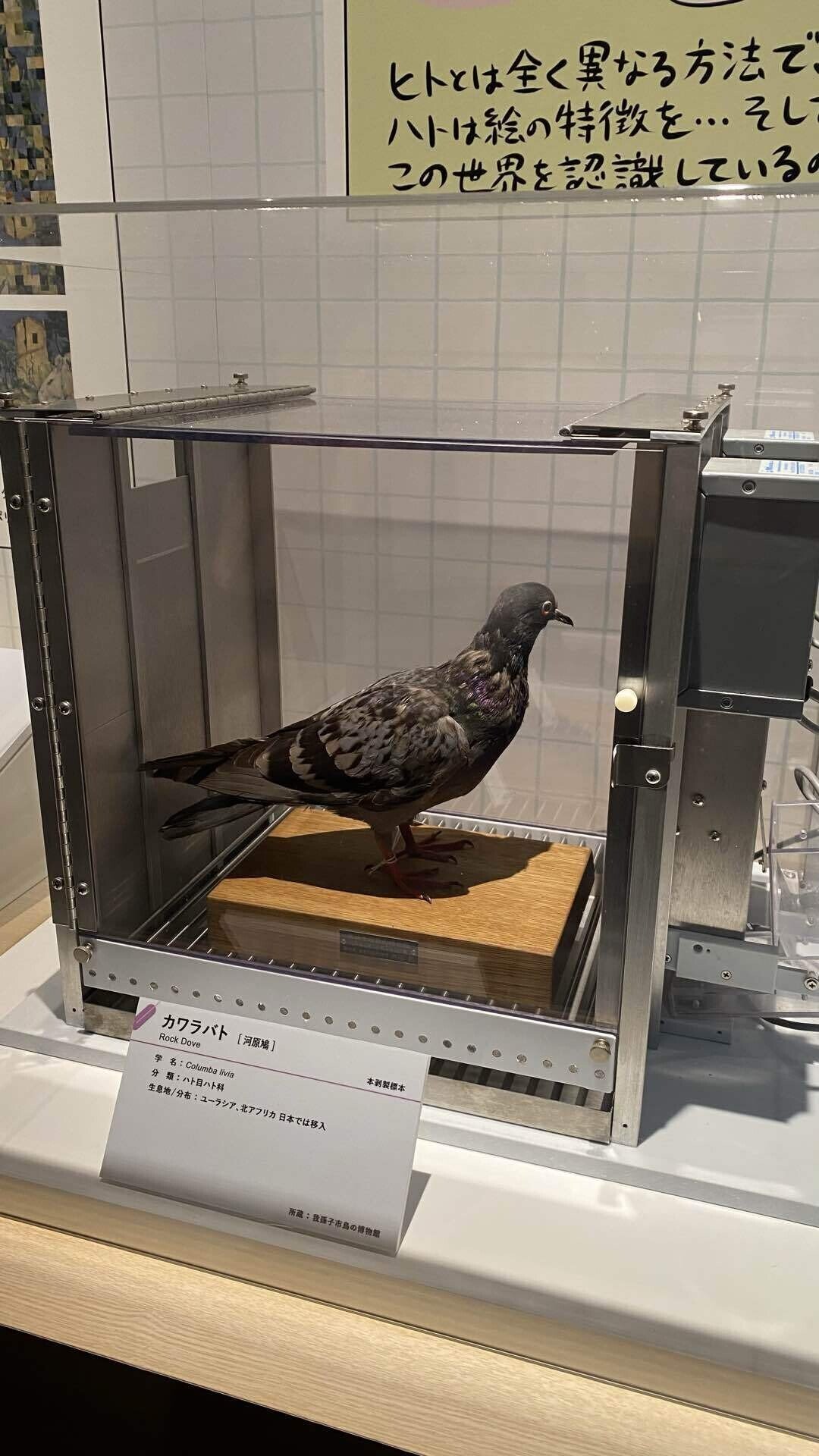 四方八方トリ囲まれる】鳥展 国立科学博物館｜薪