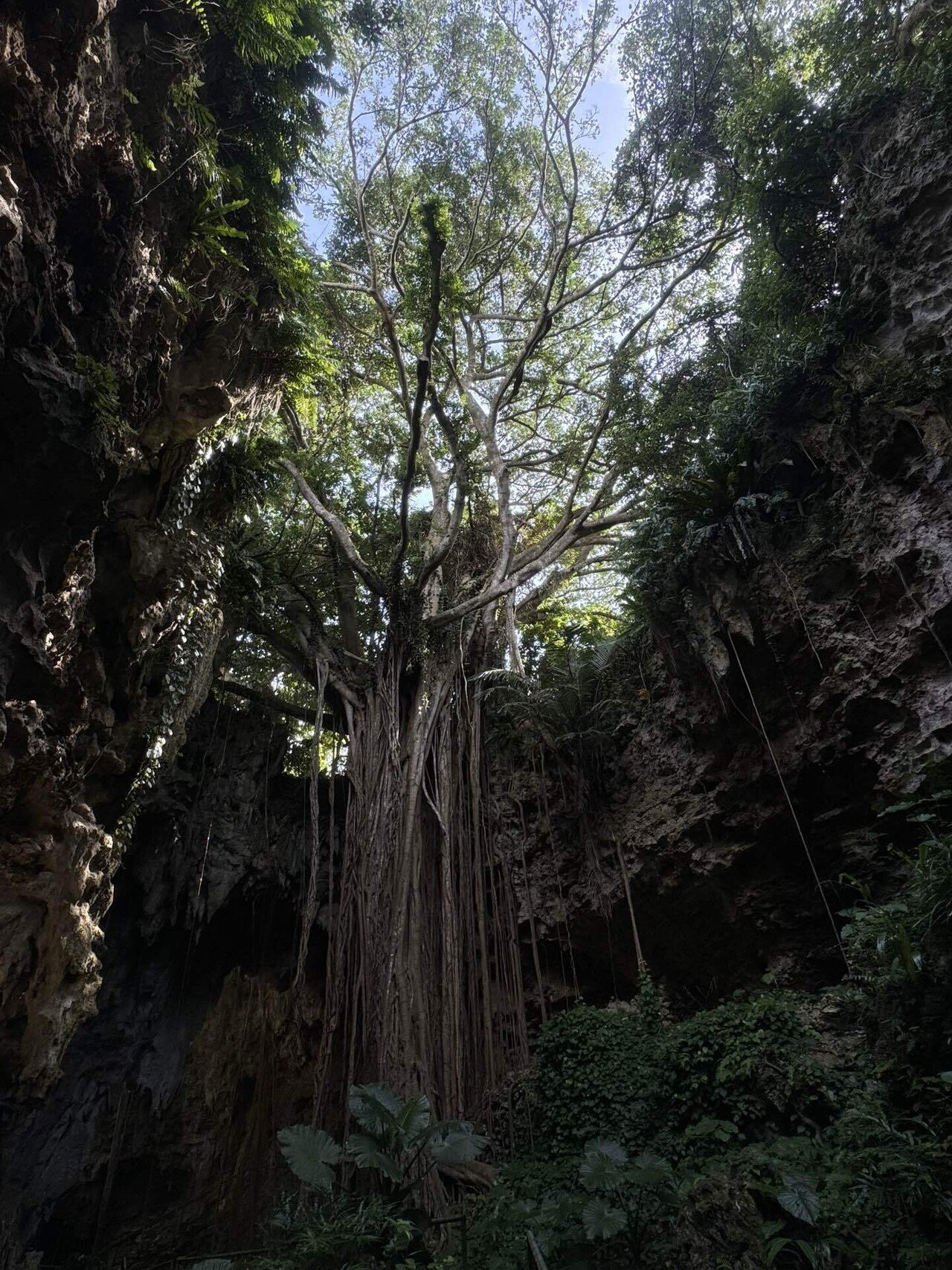 森の賢者 ウフシュガジュマル｜D.STYLE