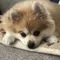 さいゆう
