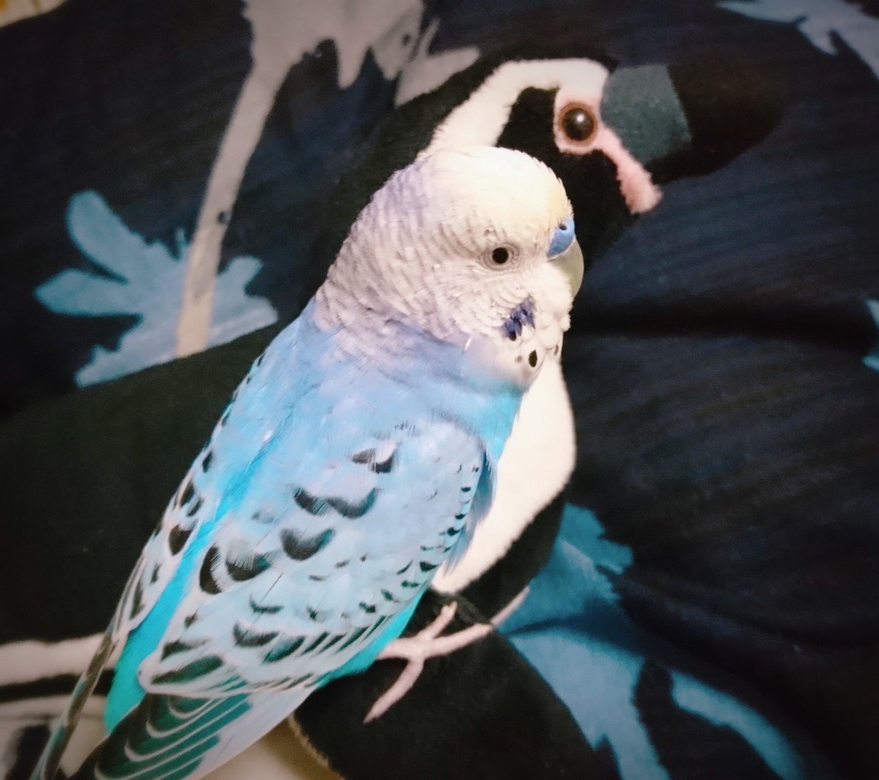 ぬいぐるみ好きなインコ Watari Miki Note ぬいぐるみ好きなインコ Watari Miki Note