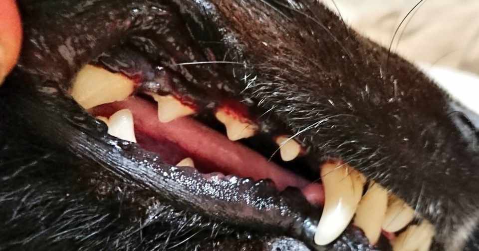 番外編 犬の麻酔下歯石除去を受けました Hechimaco Note