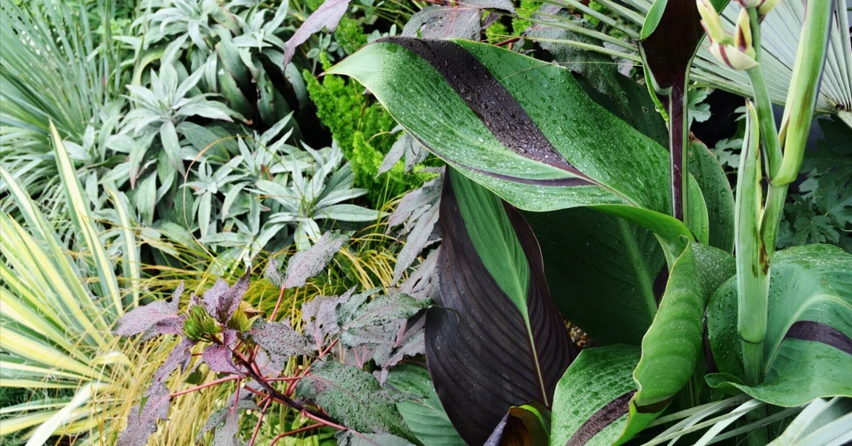 乙庭植物図鑑】20241106 カンナ 'クレオパトラ' Canna 乙庭植物図鑑】20241106 カンナ 'クレオパトラ' Canna
