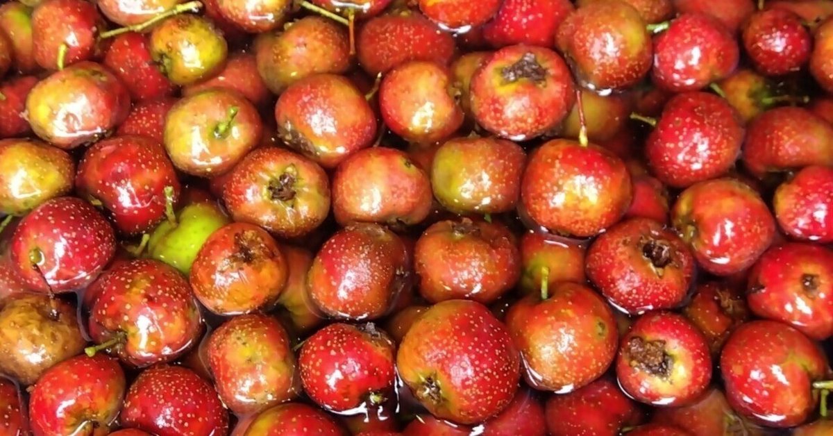 ルビーサンザシ 実沢山ついてます。 園芸ネット本店｜サンザシ（山査子