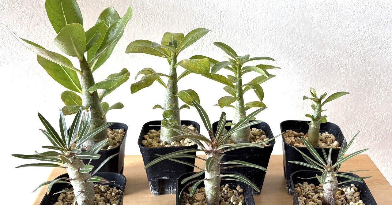 アラビカム（+グラキリス）実生チャレンジ（5）播種後6ヶ月｜ドラゴン