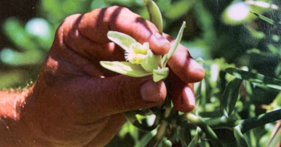 世界中のグラン シェフが憧れる魔法の香り タヒチバニラ 大森由紀子 お菓子の裏側 Note
