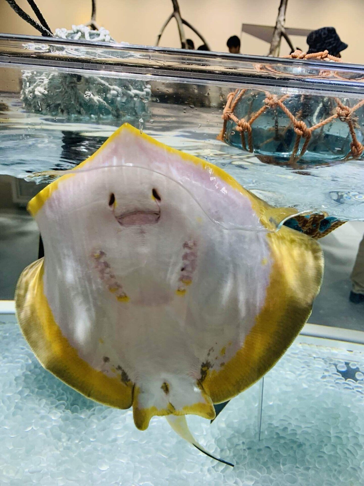 海遊館を行かず嫌いしてた話｜あやちゃん