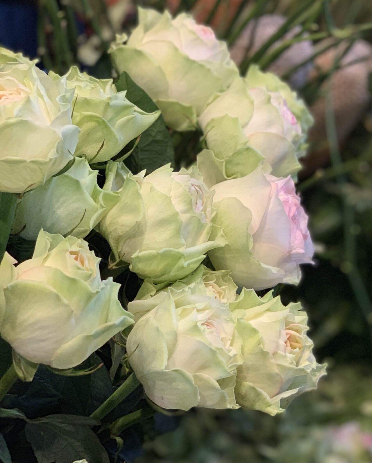 花屋が勧めるバラたち ｜花音楽ソムリエ