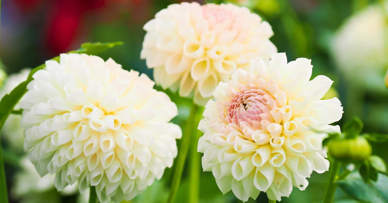 「Trinité」に込めた意味、大切にしたい想い 《前編》｜Trinitéのユウ