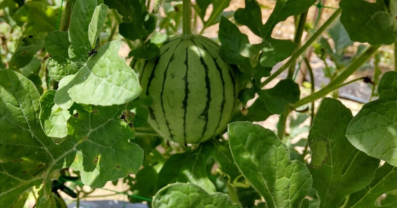 夏の畑の振り返り（ウリ科）｜わたしと小さな菜園と・・・