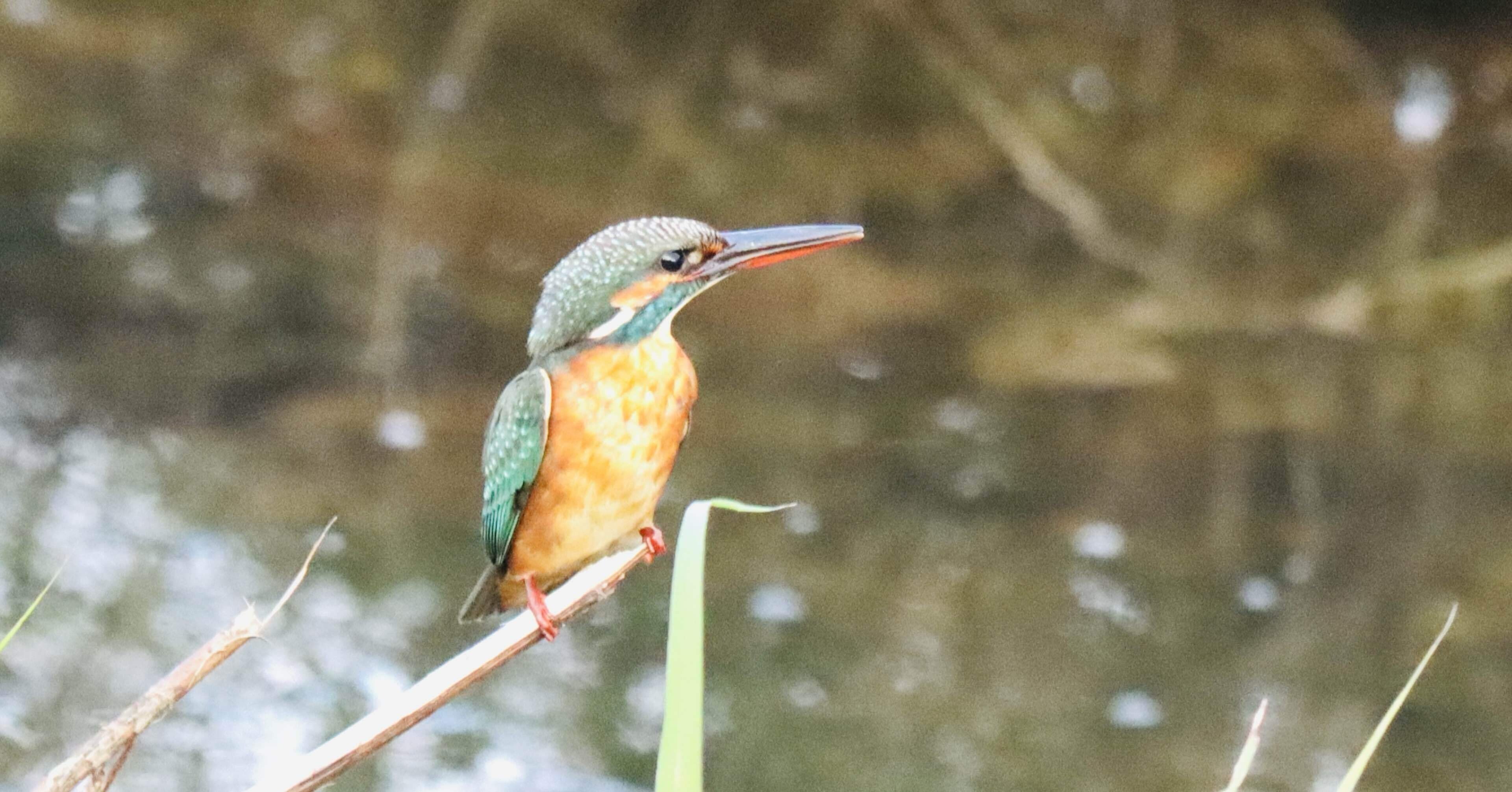 古伊万里　カワセミ 古伊万里 カワセミ 奈良「万葉集に詠まれた鳥」かわせみ / 鳥 フィギュア